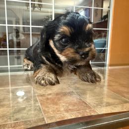 Boy 3 - Black and tan male Yorkshire Terrier puppy in Pomona, California from Lunio's Yorkies
