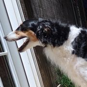 Kismet - Borzoi