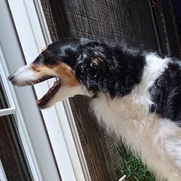 Kismet - Borzoi