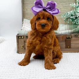 Girl 2 - female Cavapoo puppy in Statesville, North Carolina from Doodle Babies