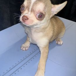 Latte - Chocolate sabled fawn male Chihuahua puppy in Palmyra, Indiana from Country Star Chihuahuas