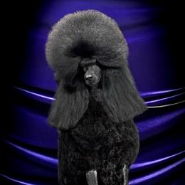 Troi - Poodle