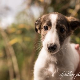 Silken Windhound Puppies from Amethyst Silken Windhounds