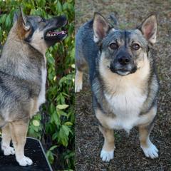 Astra - Swedish Vallhund