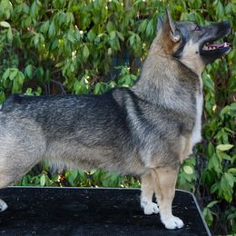 Astra - Swedish Vallhund