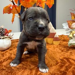 Red collar male - Gray male Cane Corso puppy in St. Augustine, Florida from RG2 Cane Corsos