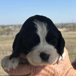 Teal - Black and white female English Springer Spaniel puppy in Godley, Texas from Legacy Springer Spaniels