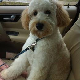 Bernedoodle, Goldendoodle, and Labradoodle Puppies from Apple Creek Doodles