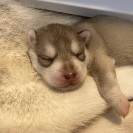 Siberian Husky Puppies from Velox Siberians