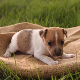 Carson - Tan and white male Jack Russell Terrier puppy in West Bend, Iowa from Blue Skies Terriers