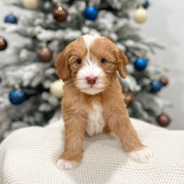Snoopy - Caramel red male Australian Labradoodle puppy in Palmdale, California from Pixie Doodle Paws