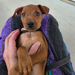 Ric - Red male Miniature Pinscher puppy in Mount Pleasant, Michigan from Hundeholz