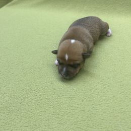 Boy 2 - male Portuguese Podengo Pequeno puppy in Dartmouth, Massachusetts from A-Lines Portuguese Podengo Pequenos