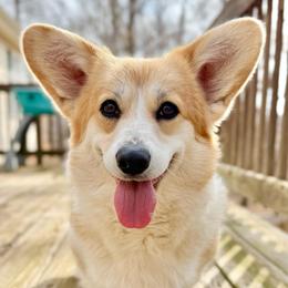 Quinn - Pembroke Welsh Corgi