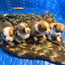 Pembroke Welsh Corgi puppies from 4G Farms