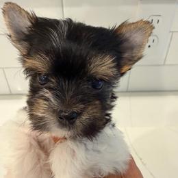 Pascal - Black tan and white male Biewer Terrier puppy in Cartersville, Georgia from Alpha Tiny Paws