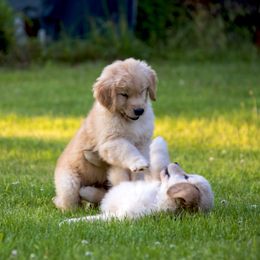 Golden Retriever Puppies from Honeysweet Goldens