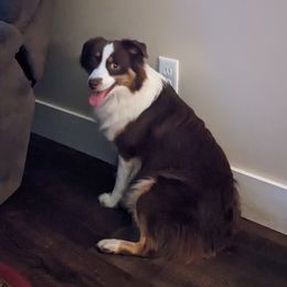 Bitty - Miniature American Shepherd