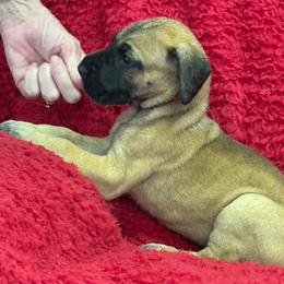 Purple collar - Fawn female Great Dane puppy in Westville, Florida from Boulder View Danes