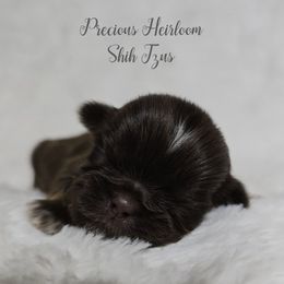Boy 3 - Liver male Shih Tzu puppy in Enid, Oklahoma from Precious Heirloom Shih Tzus