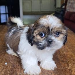 Sassy - Brindle female Shih Tzu puppy in Stroudsburg, Pennsylvania from Puppyville Pa Shih Tzu & frenchies