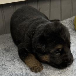 Boy 2-green - Black and tan male German Shepherd puppy in Sharon Grove, Kentucky from Julie’s Shepherds