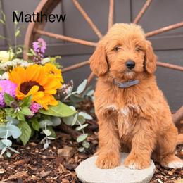 Matthew - Red  male Goldendoodle puppy in Oxford, Pennsylvania from FriendlyPals