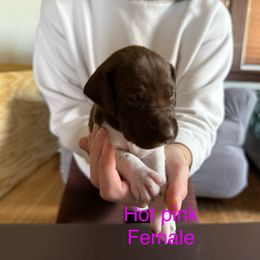 German Shorthaired Pointer Puppies from Bernardonis