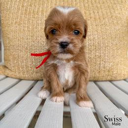 Swiss - Apricot male Goldendoodle puppy in Sunman, Indiana from Brunsman Country Doodles LLC