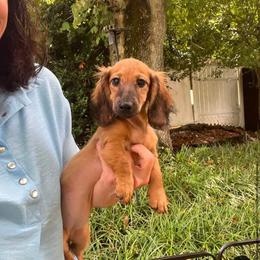 Lucy - Red female Dachshund puppy in Warrior, Alabama from Bountiful Dachshunds