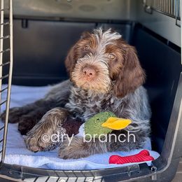 Wirehaired Pointing Griffon All Grown Up from Dry Branch