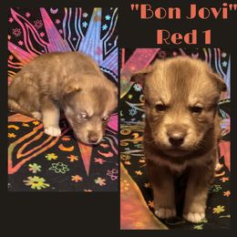 Bon Jovi - Red and white male Siberian Husky puppy in Charleston, Illinois from Blue Skyes Huskies