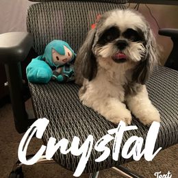 Crystal - Shih Tzu