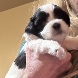 Havanese from Rose Hill Havanese