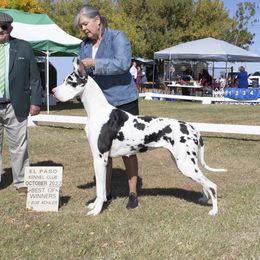 Wupith's Puppy - Great Dane