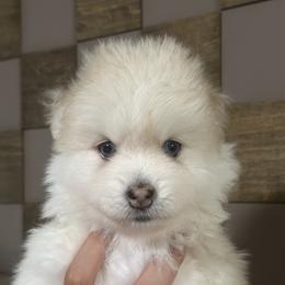 Boy 2 - male Pomsky puppy in Buena Park, California from H & H Pomskies