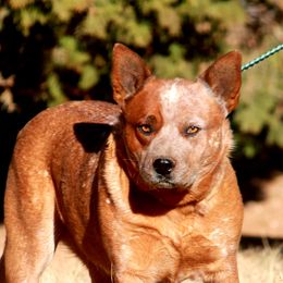 Eevee - Australian Cattle Dog
