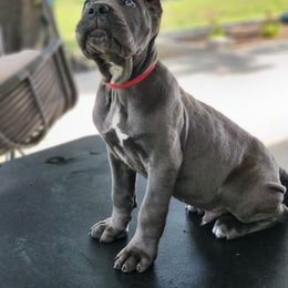 Cane Corso Puppies from Jolaw Kennel