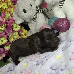 Nugget - Brown male Shihpoo puppy in Delphos, Ohio from Route 66 Poodles & Doodles, Sapphire Shih-tzu's of Ohio