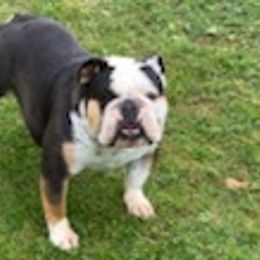Bulldogs and French Bulldogs from Holler’s Inn