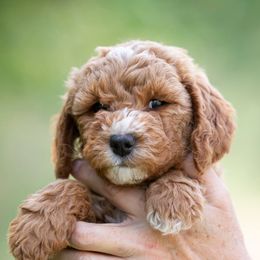 Goldendoodle and Poodle Puppies from Gorgeous Goldendoodles