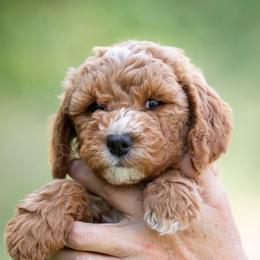 Goldendoodle and Poodle Puppies from Gorgeous Goldendoodles