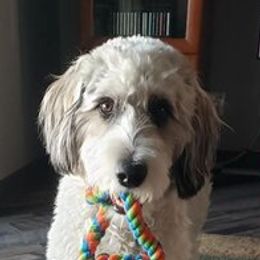 Bordoodle and Goldendoodle All Grown Up from Pacific Northwest Doodles