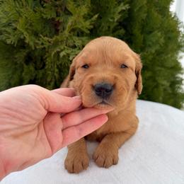 Yellow - Dark golden male Golden Retriever puppy in Utah from Deseret Peak Goldens