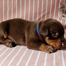 Male 3 - Latte X Rogue - Red and rust male Doberman Pinscher puppy in Spencer, Indiana from Jackson's Dobermans