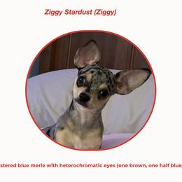 Ziggy - Chihuahua