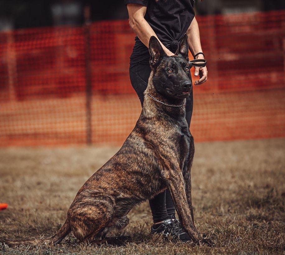 Shepperd Dogs Ranch The Canine Ranch in California | Dutch Shepherd puppies | Good Dog