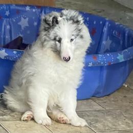 Yummy - Shetland Sheepdog