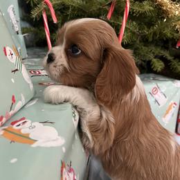 Cavalier King Charles Spaniel puppies from RoaringCreek