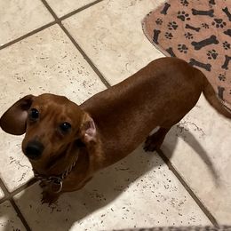 Maple - Dachshund